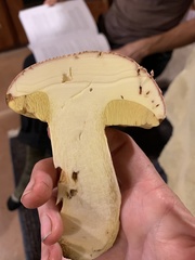 Butyriboletus pulchriceps