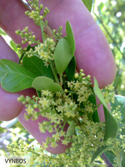 Searsia lucida lucida