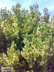 Searsia lucida lucida