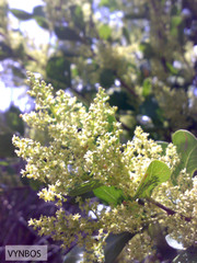 Searsia lucida lucida