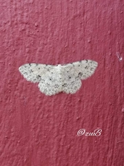 Scopula plantagenaria