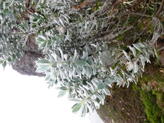 Xiphotheca fruticosa