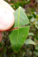 Maytenus acuminata acuminata