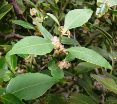 Maytenus acuminata acuminata