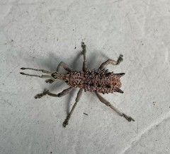 Leptopius setosus