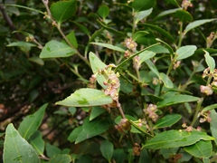 Maytenus acuminata acuminata