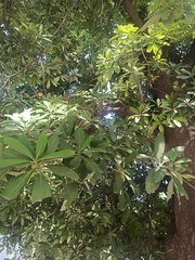 Alstonia scholaris