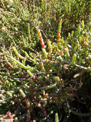 Short Glasswort (Salicornia mossiana)