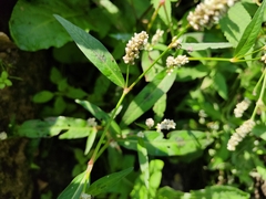 Persicaria lapathifolia