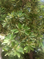 Alstonia scholaris