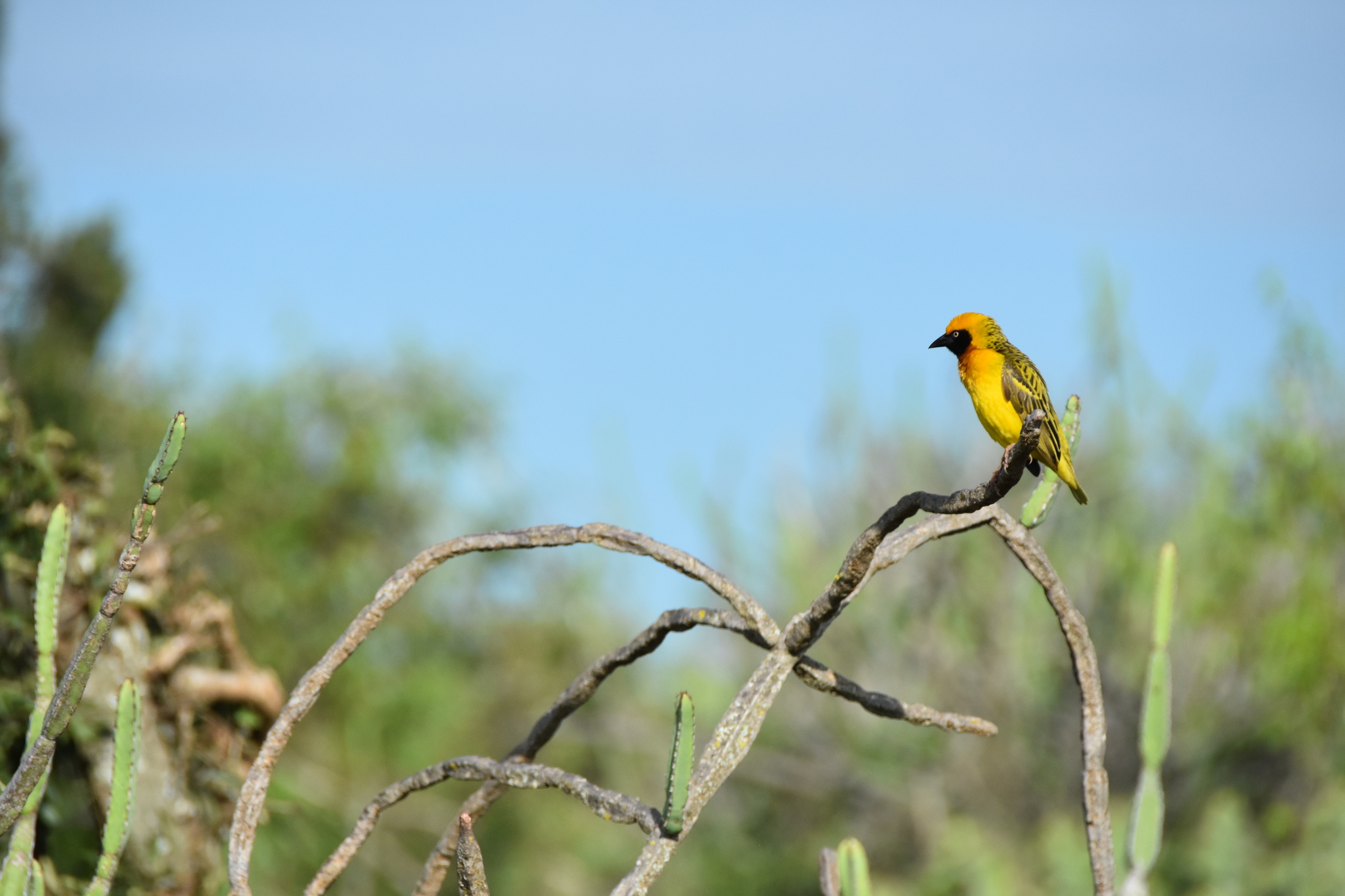 Speke's Weaver illustration