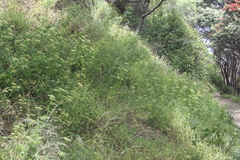Petroselinum crispum