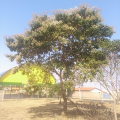 Cordia trichotoma