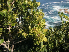 Olea capensis capensis