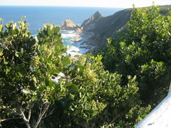 Olea capensis capensis