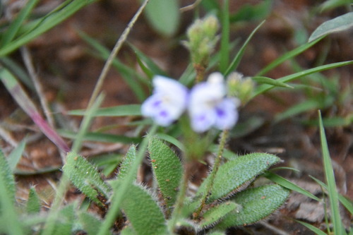 Craterostigma image