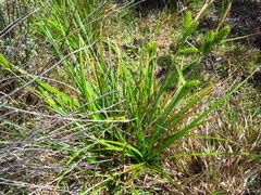 Carex clavata