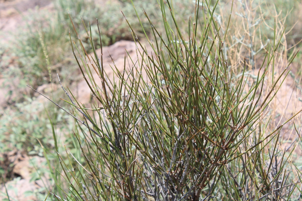 longleaf ephedra in August 2021 by Ana Gatica Colima · iNaturalist