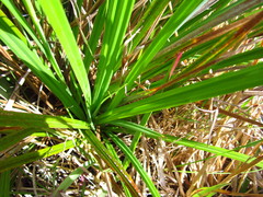 Carex clavata