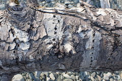 Sphyrapicus ruber