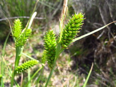Carex clavata