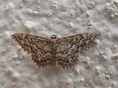 Scopula inscriptata