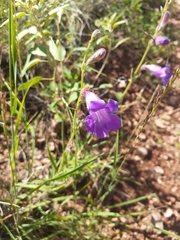 Penstemon dasyphyllus