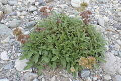 Phacelia leptosepala
