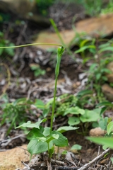 Pinellia tripartita