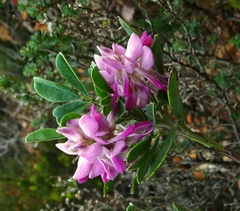Indigofera cytisoides