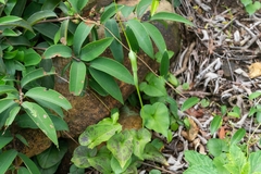 Pinellia tripartita