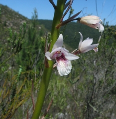 Eulophia barbata