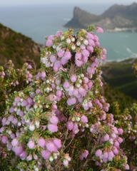 Erica hirtiflora hirtiflora