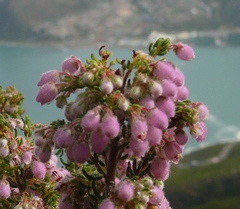 Erica hirtiflora hirtiflora