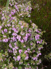 Erica hirtiflora hirtiflora