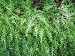 Selaginella moellendorffii