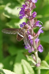 Exoprosopa rostrifera