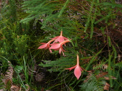 Gladiolus priorii