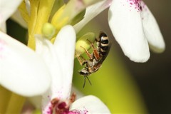 Lasioglossum deliense