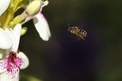 Lasioglossum deliense