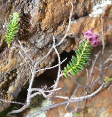 Erica strigosa