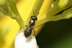 Lasioglossum adonidiae