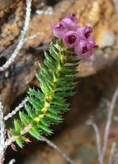 Erica strigosa