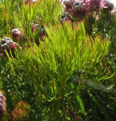 Serruria foeniculacea