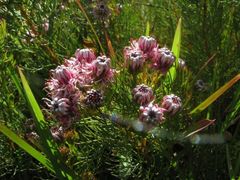 Serruria foeniculacea