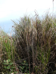 Pseudopentameris macrantha