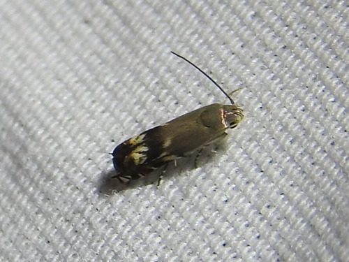 Calliprora sexstrigella photo 3