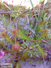 Diastella proteoides