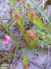 Diastella proteoides