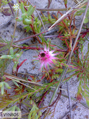 Diastella proteoides